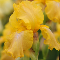 Iris Plant Buckwheat (re Blooming)
