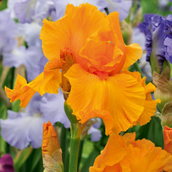 Iris Plant Orange Harvest (re Blooming)