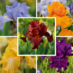 Iris Re Blooming Bare Roots Collection