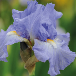 Iris Plant Victoria Falls (re Blooming)