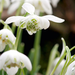 Galanthus (snowdrop) Bulbs Double Flowers Bulb in the Green