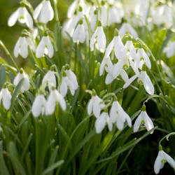 Galanthus (snowdrop) Bulbs Single Flowered Bulb in the Green