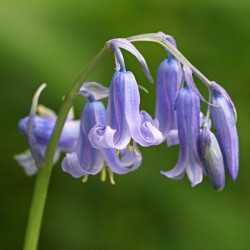 Scilla Nutans (english Bluebell) Bulb in the Green