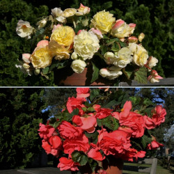 Begonia Scented Twin Pack