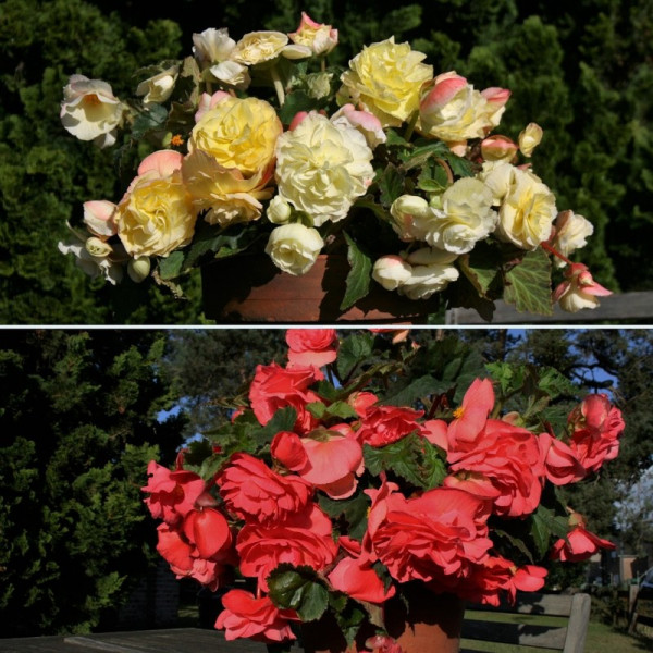 Buy Begonia Scented Twin Pack Online - Green plants & flowering plants