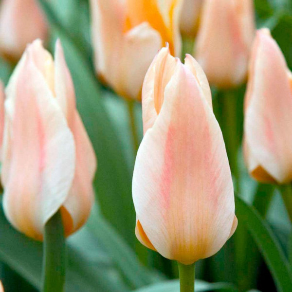 Buy Tulip Bulbs Fur Elise Online - Green plants & flowering plants Buy Tulip Bulbs Fur Elise Online - Green plants & flowering plants