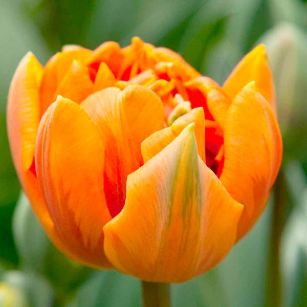Buy Tulip (Double) Bulbs Orange Princess Online - Green plants & flowering plants