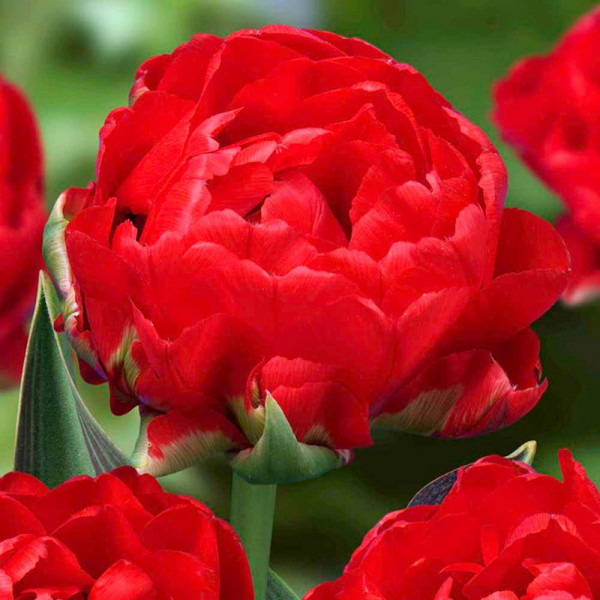Buy Tulip Bulbs Redwood Online - Green plants & flowering plants