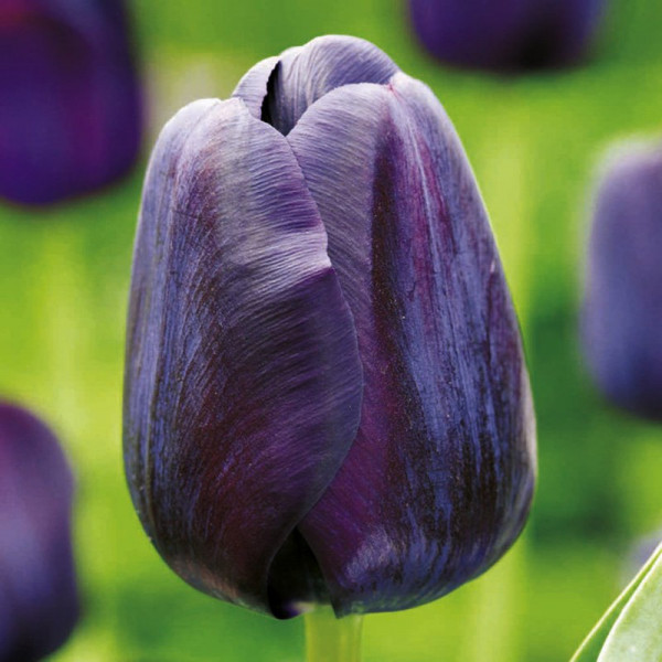 Buy Tulip (Single) Bulbs Paul Scherer Online - Green plants & flowering plants