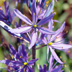 Camassia Bulbs Leichtlinii Caerulea