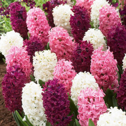 Hyacinth Bulbs Pretty in Pink