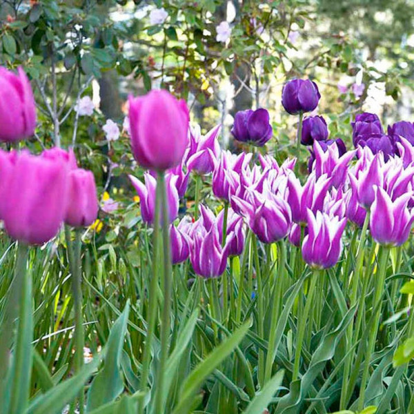 Buy Tulip Bulbs Purple Passion Online - Green plants & flowering plants