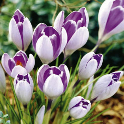 Crocus Jumbo Bulbs Vanguard