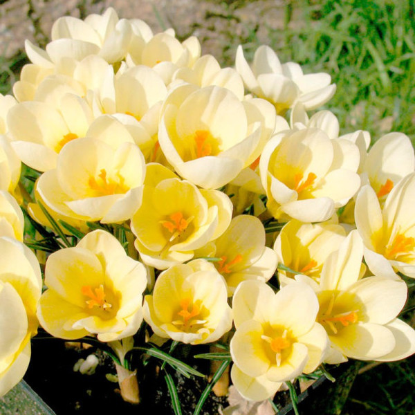Buy Crocus Bulbs Cream Beauty Online - Green plants & flowering plants