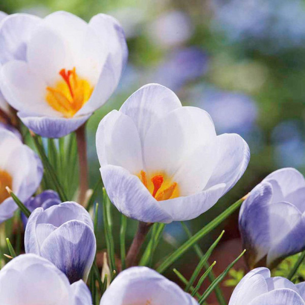 Buy Crocus Bulbs Blue Pearl Online - Green plants & flowering plants