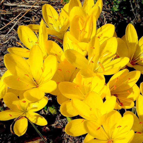 Buy Sternbergia Bulbs lutea Online - Green plants & flowering plants Buy Sternbergia Bulbs lutea Online - Green plants & flowering plants