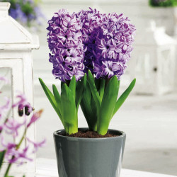 Hyacinth Bulbs (indoor) Splendid Cornelia
