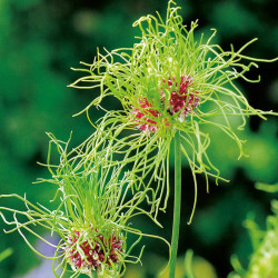 Allium Bulbs Hair