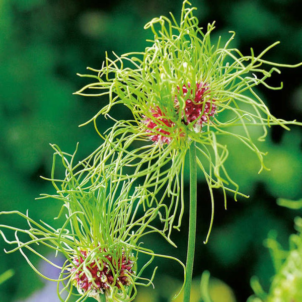 Buy Allium Bulbs Hair Online - Green plants & flowering plants