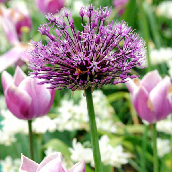 Buy Allium Bulbs Purple Sensation Online - Green plants & flowering plants