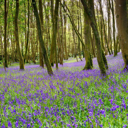 Bluebells English Bulbs
