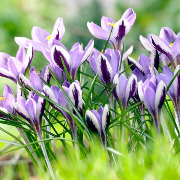 Buy Crocus Bulbs Spring Beauty Online - Green plants & flowering plants Buy Crocus Bulbs Spring Beauty Online - Green plants & flowering plants