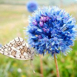Allium Bulbs Blue Drumstick