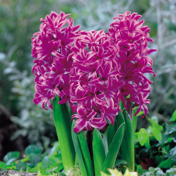 Buy Hyacinth Bulbs Purple Sensation Online - Green plants & flowering plants