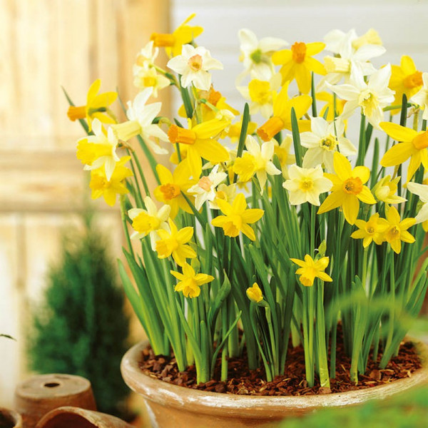 Buy Daffodil Miniature Bulbs Patio Mix Online - Green plants & flowering plants