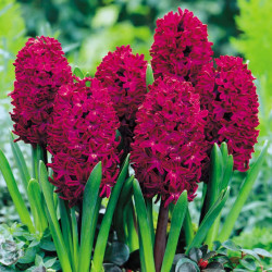 Hyacinth Bulbs Woodstock