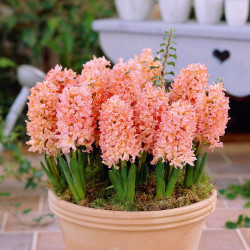 Hyacinth Bulbs Gypsy Queen