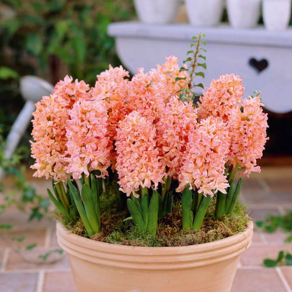 Buy Hyacinth Bulbs Gypsy Queen Online - Green plants & flowering plants Buy Hyacinth Bulbs Gypsy Queen Online - Green plants & flowering plants