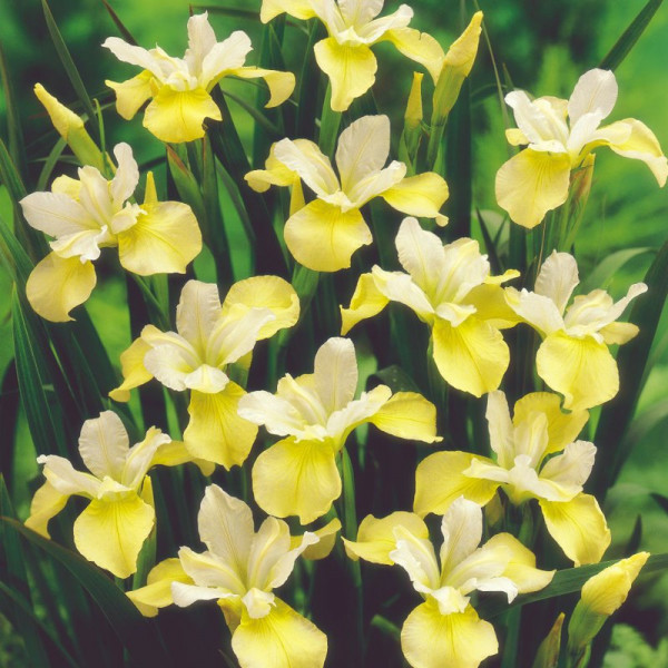 Buy Iris Sibirica Bulbs Butter and Sugar Online - Green plants & flowering plants