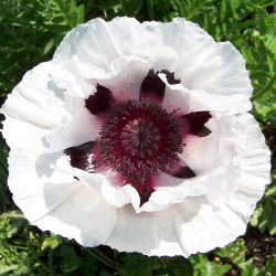 Papaver Bulbs Snow Goose