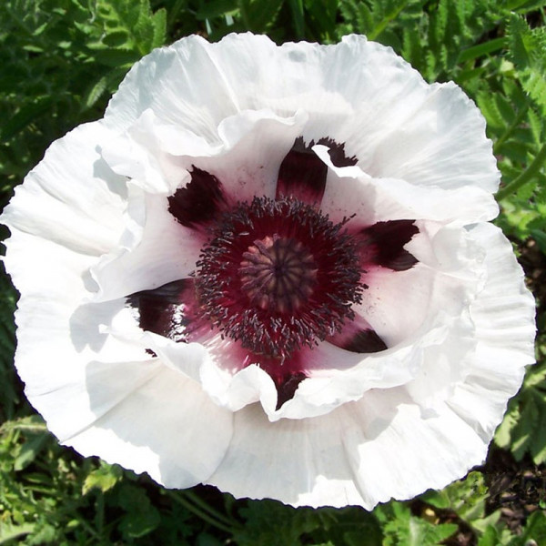 Buy Papaver Bulbs Snow Goose Online - Green plants & flowering plants