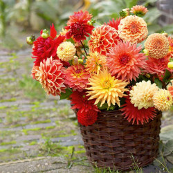 Dahlia Tubers Orange/salmon Mix