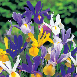 Iris Bulbs Hollandica Mix