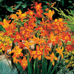 Crocosmia Bulbs Mix