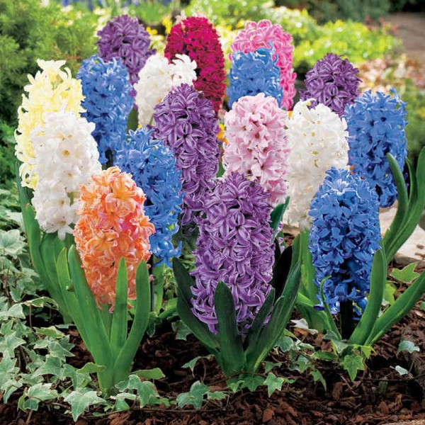 Buy Hyacinth Bulbs Collection Online - Green plants & flowering plants