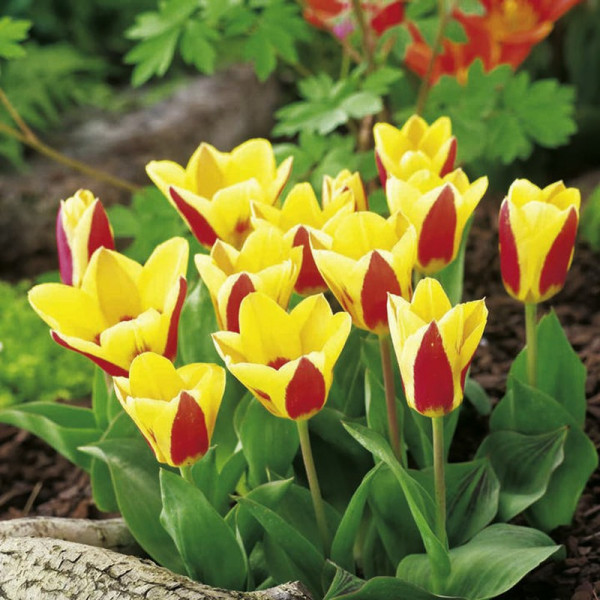 Buy Tulip Bulbs Stresa Online - Green plants & flowering plants