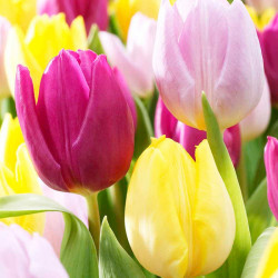 Tulip Bulbs Prince Mix (early Single)