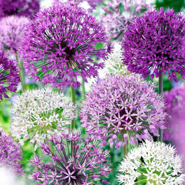 Buy Allium Bulbs Purple Mix Online - Green plants & flowering plants Buy Allium Bulbs Purple Mix Online - Green plants & flowering plants