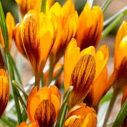 Crocus Jumbo Bulbs Orange Monarch