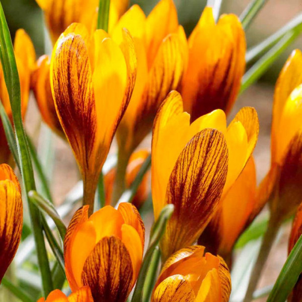 Buy Crocus Jumbo Bulbs Orange Monarch Online - Green plants & flowering plants Buy Crocus Jumbo Bulbs Orange Monarch Online - Green plants & flowering plants