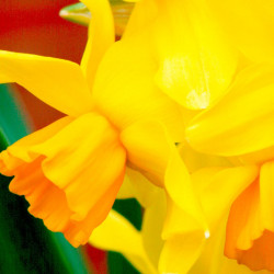 Daffodil (cornish) Bulbs Cornish Chuckles