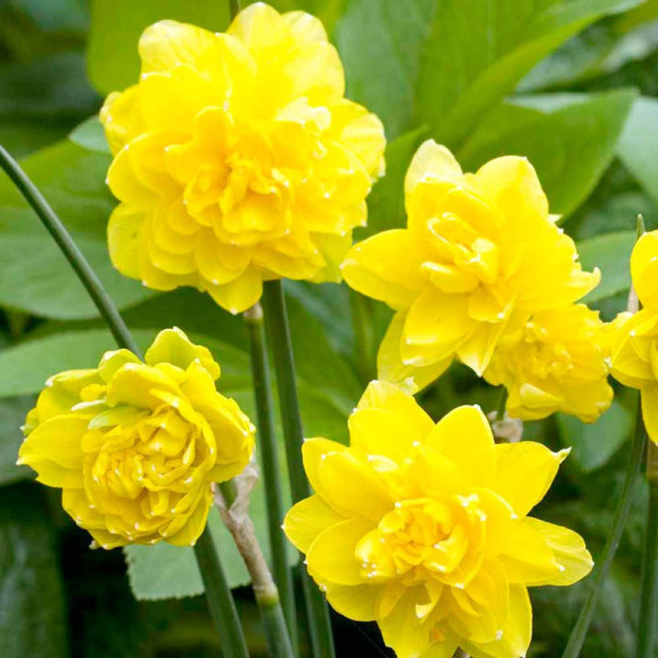Buy Daffodil (Cornish) Bulbs Pencrebar Online - Green plants & flowering plants Buy Daffodil (Cornish) Bulbs Pencrebar Online - Green plants & flowering plants