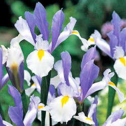 Iris Hollandica Bulbs Silver Beauty