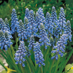 Muscari Bulbs Armeniacum