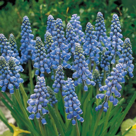 Muscari Bulbs Armeniacum