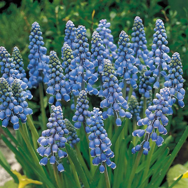 Buy Muscari Bulbs Armeniacum Online - Green plants & flowering plants